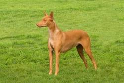 A Feeding Guide for Pharaoh Hounds