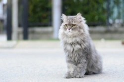 Brachycephalic ocular syndrome in Persian cats