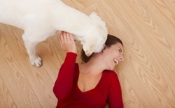 Dealing with Visitors and your Dog