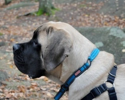 Mastiff: prezzo, carattere e aspetto di questo cane gigante