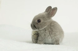 12 of the Cutest & Smallest Breeds of Rabbits in the World