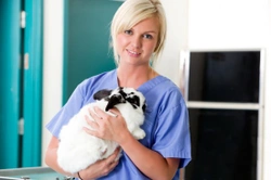 Spaying or Neutering Your Pet Rabbit