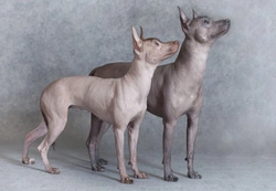 How to Avoid Skin Problems in the Mexican Hairless Dog