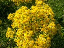 Ragwort – What every horse owner should know