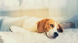 Eight frequently asked questions about cancer in dogs