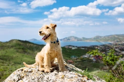 Great Places to Take Your Dog for an Easter Break