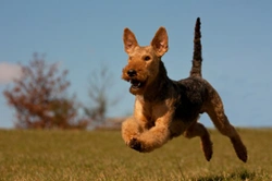 What breeds of dog have the strongest prey drive, and why?