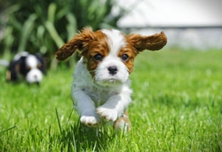 Muscular dystrophy (MD) DNA testing for the Cavalier King Charles spaniel dog breed