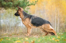 Testing for hip dysplasia in dogs