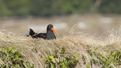 Best Birdwatching Spots in Northumberland