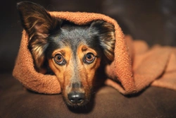 How to support a dog that is anxious or unhappy without their owner