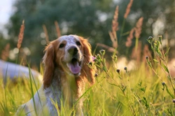 What you probably don’t know about dogs and sweating