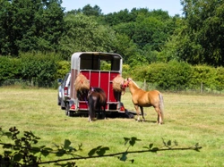 How to Ensure Your Horse is Happy & Healthy When Travelling