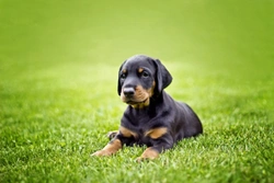 Hereditary deafness (PTPRQ) DNA testing for the Doberman dog breed