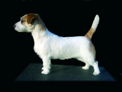 Jack Russell Terrier