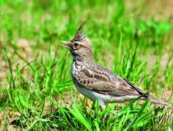 Měkkožraví chovanci našich voliér Pěvci (Passeriformes) 11 Skřivanovití (Auladidae)