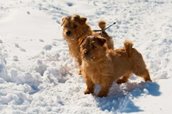 Norfolk terrier hereditary health and longevity