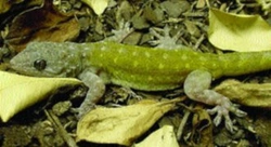 Gekko petricolus