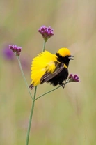 African Weavers