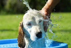 If Dogs Love Swimming, How Come They Hate Being Bathed?