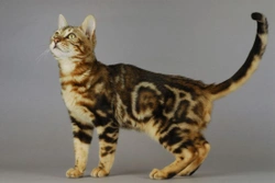 Cat Colour Genetics