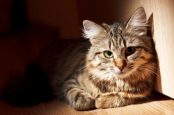 Cats and vomiting - Why is your cat throwing up?