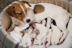 Is it ok if a dam moves her puppies around by carrying them in her mouth?