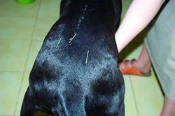 Akupunktura u psů
