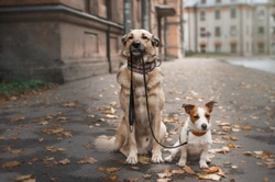 Five things to avoid doing if you want to keep your dog walker