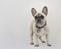 Bouledogue francese: 5 curiosità e motivi per amare questa razza