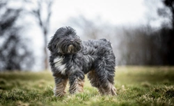 10 things you need to know about the Tibetan terrier before you buy one