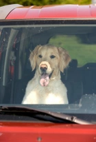 El golpe de calor en perros y gatos