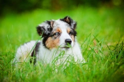 Why Do Dogs Eat Grass?