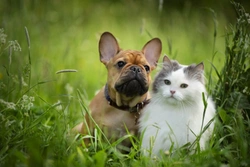 Six interesting statistics about pet insurance in the UK