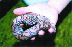 Problémy se svlékáním pokožky u hadů