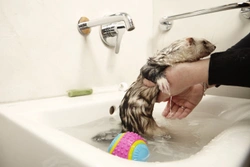 7 Top Tips to Keep Your Ferret's Home Smelling Fresh