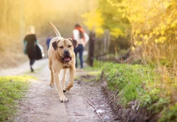 Good off the lead etiquette for dogs and owners