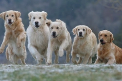 Can a Female Dog Be the Alpha? Dog Pack Dynamics