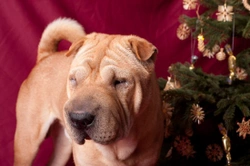 Christmas plants and safety around dogs