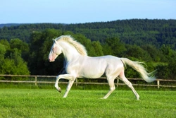 Lusitano