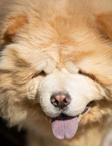 Entropión en perros: causas y tratamiento