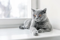 Why Does My Cat Purr So Quietly? | Silent Cat Purring