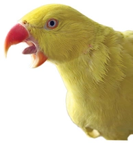 Agresivita jako součást chování papouška