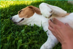 ¿Por qué a los perros les encanta que les rasquen la barriga?