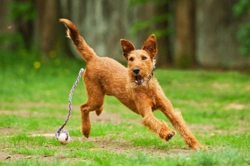 Five of the best Irish dog breeds