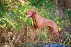 Is the Hungarian Vizsla a good choice of pet?