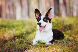 Cardigan Welsh corgi hereditary health and health testing