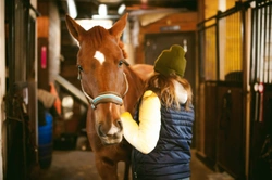 Horses and Bonfire Night