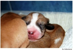 Enfermedades de un cachorro en sus primeros días de vida