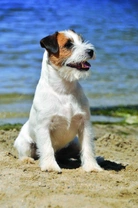 Jack Russel teriér